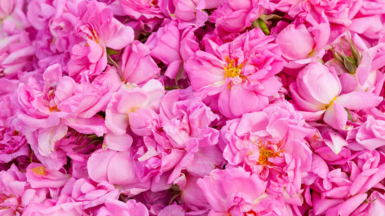 The Many Scents of Rose – The Queen of All Flowers