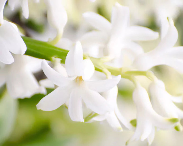 The 5 Most Fragrant Flowers In Perfumery