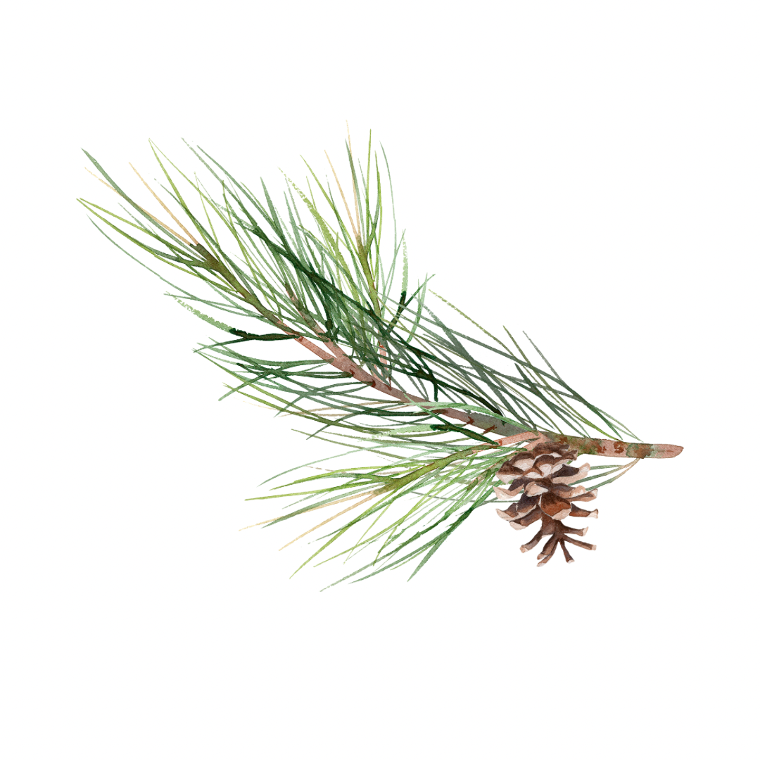 Pine