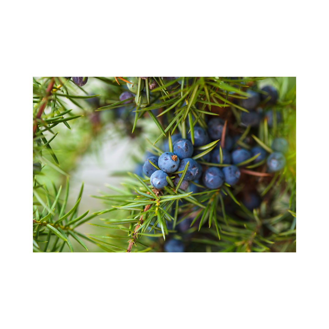 Juniper Berries – NICHECORNER