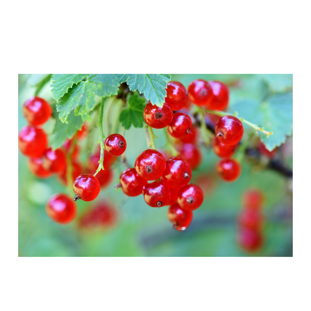 Red Berries – NICHECORNER